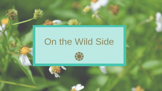 On the Wild Side - wild herbal medicine blog